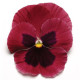 Віола MATRIX® F1 ROSE BLOTCH, 100 шт, PanAmerican