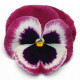 Віола MATRIX® F1 ROSE WING, 500 шт, PanAmerican