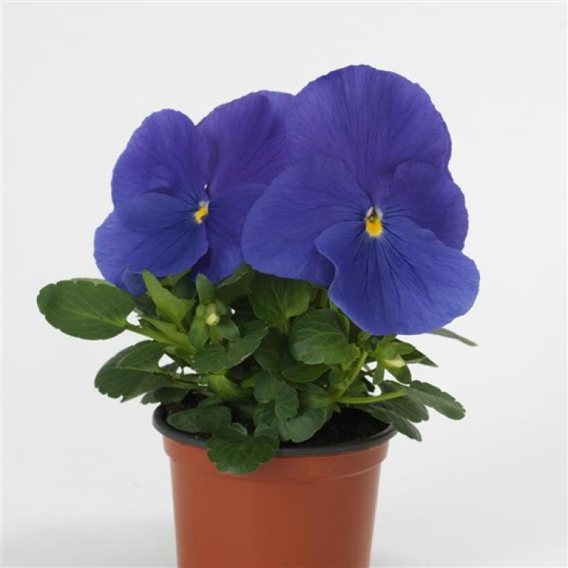 Віола MATRIX® F1 TRUE BLUE, 500 шт, PanAmerican
