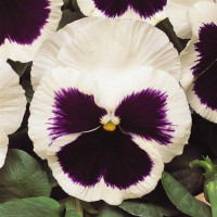 Віола MATRIX® F1 WHITE BLOTCH, 100 шт, PanAmerican