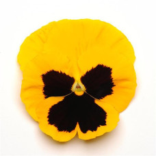 Виола Spring Matrix® F1 Yellow Blotch