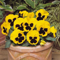 Виола MATRIX® F1 YELLOW BLOTCH 