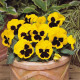 Виола MATRIX® F1 YELLOW BLOTCH