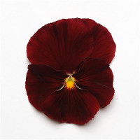 Виола Spring Matrix® F1 Scarlet