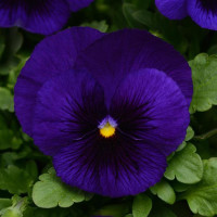 Віола MATRIX® F1 DEEP BLUE BLOTCH, 100 шт, PanAmerican