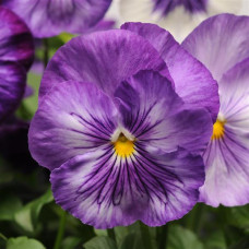 Віола MATRIX® F1 LAVENDER SHADES, 100 шт, PanAmerican