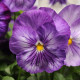Віола MATRIX® F1 LAVENDER SHADES, 100 шт, PanAmerican