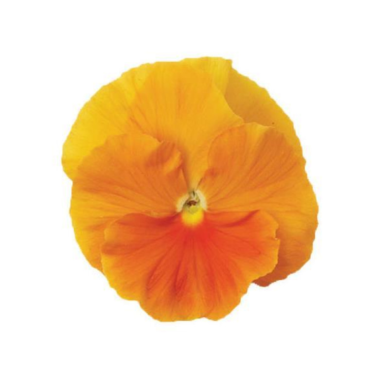 Віола MATRIX® F1 ORANGE, 500 шт, PanAmerican