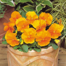 Віола MATRIX® F1 ORANGE, 100 шт, PanAmerican