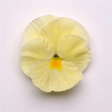 Віола MATRIX® F1 PRIMROSE, 500 шт, PanAmerican