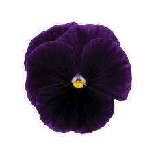 Віола MATRIX® F1 PURPLE, 100 шт, PanAmerican