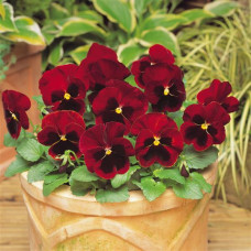 Віола MATRIX® F1 RED BLOTCH, 100 шт, PanAmerican