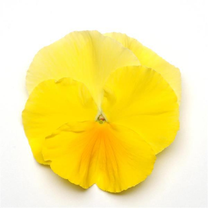 Виола MATRIX® F1 LEMON