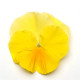 Виола MATRIX® F1 LEMON