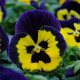 Виола MATRIX® F1 Yellow Purple Wing