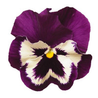 Виола Spring Matrix® F1 Purple & White