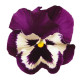 Виола Spring Matrix® F1 Purple & White
