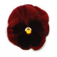 Виола Spring Matrix® F1 Red Blotch