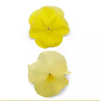 Віола Spring Matrix® F1 Lemon, 100 шт, PanAmerican
