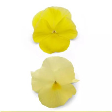 Віола Spring Matrix® F1 Lemon, 100 шт, PanAmerican