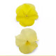 Віола Spring Matrix® F1 Lemon, 500 шт, PanAmerican