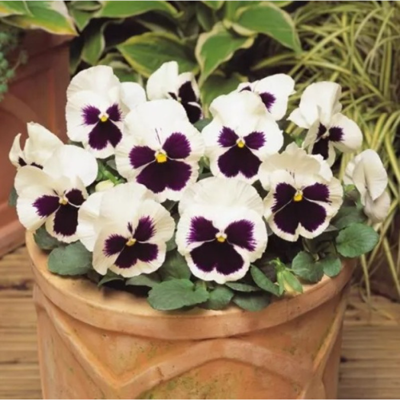 Виола Spring Matrix® F1 White Blotch