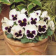 Виола Spring Matrix® F1 White Blotch