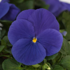 Віола MATRIX® F1 TRUE BLUE, 100 шт, PanAmerican