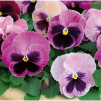 Віола Spring Matrix® F1 Pink Shades, 500 шт, PanAmerican