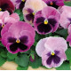 Віола Spring Matrix® F1 Pink Shades, 500 шт, PanAmerican