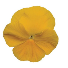 Віола MATRIX® F1 YELLOW, 100 шт, PanAmerican