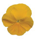Віола MATRIX® F1 YELLOW, 500 шт, PanAmerican