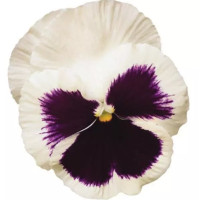 Виола Spring Matrix® F1 White Blotch