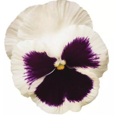 Виола Spring Matrix® F1 White Blotch