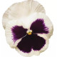 Виола Spring Matrix® F1 White Blotch