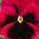 Віола Xtrada™ red with blotch, 50 шт, Hem Genetics