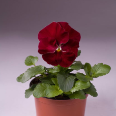 Віола Cello™ cherry rose, 1000 шт, Hem Genetics