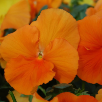 Віола Cello™ pure deep orange