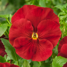 Віола Cello™ scarlet, 1000 шт, Hem Genetics