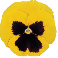 Віола Power: Yellow Blotch, 50 шт, Sakata