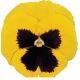 Віола Power: Yellow Blotch, 50 шт, Sakata