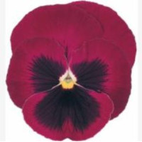 Виола виттрока Power: Rose Blotch