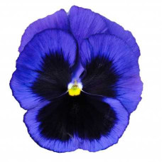 Віола Power: Blue Blotch, 50 шт, Sakata