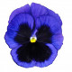Віола Power: Blue Blotch, 50 шт, Sakata
