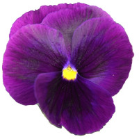 Віола Power: Clear Purple, 50 шт, Sakata