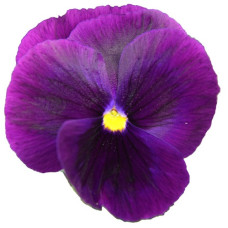 Віола Power: Clear Purple, 50 шт, Sakata