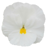 Віола Power: Clear White, 50 шт, Sakata