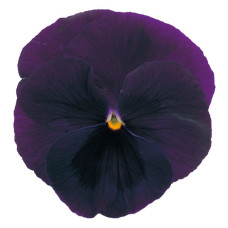 Віола Power: Purple Blotch, 50 шт, Sakata