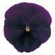 Віола Power: Purple Blotch, 50 шт, Sakata
