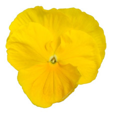Віола Power: Clear Yellow. 50 шт, Sakata